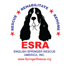 English Springer Rescue America, Inc.