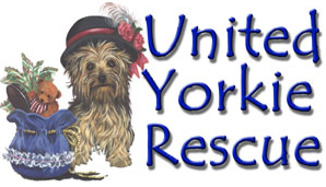 United Yorkie Rescue