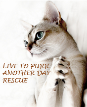 Live to Purr Another Day