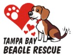 Tampa Bay Beagle Rescue