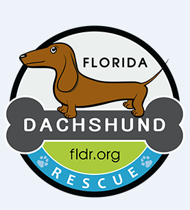 Florida Dachshund Rescue